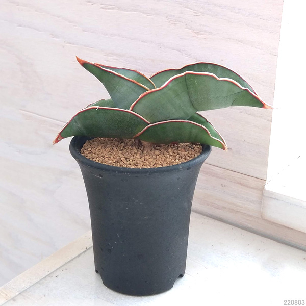 園芸ネット本店｜サンセベリア：エレンベルギー バナナ 2.5号鉢植え の