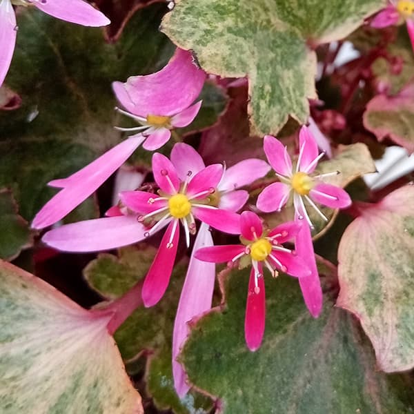 園芸ネット本店｜サキシフラガ：ダンシングピクシー ツインキー5号