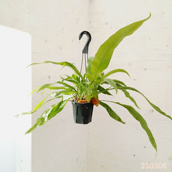 園芸ネット本店｜アグラオモルファ：コロナンス(カザリシダ) 4号吊り鉢