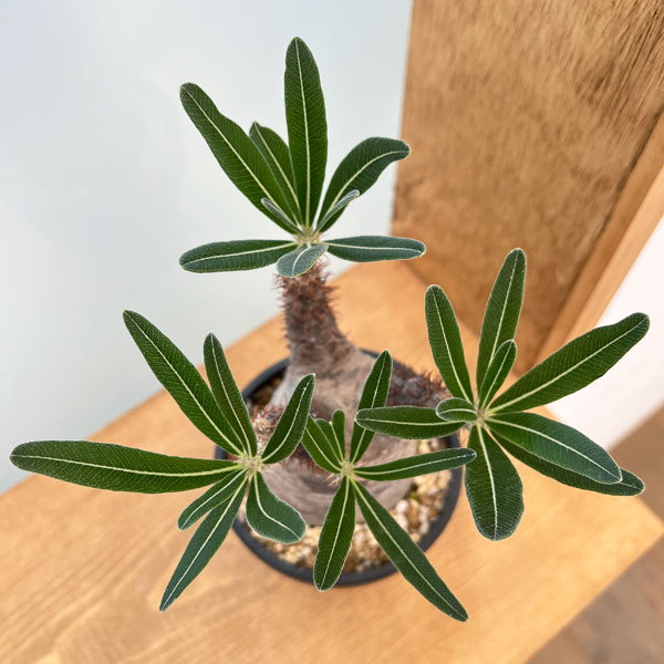 園芸ネット本店｜パキポディウム：グラキリス3.5号23-02 の通販【公式】