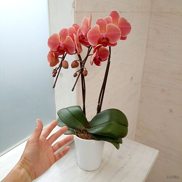 園芸ネット本店｜ファレノプシス：アンティークラブ2本立ち4号陶器