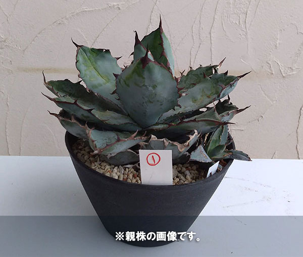 園芸ネット本店｜アガベ：チタノタ ブラック ＆ ブルー タワータイプ