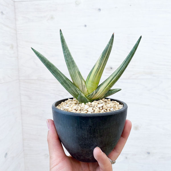 園芸ネット本店｜[送料無料]サンセベリア：ボンセレンシス スノー