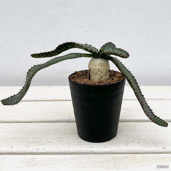 園芸ネット本店｜[ザ・ファームセレクト]ユーフォルビア：ステラータ