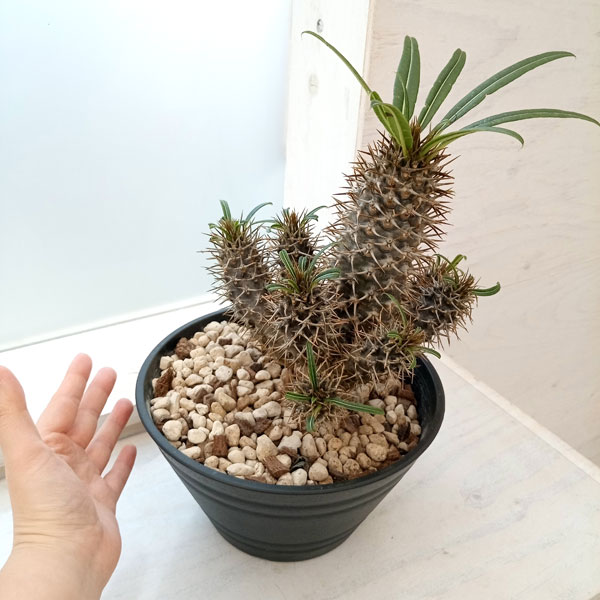 園芸ネット本店｜パキポディウム ラメレイ（多頭） 7号22-01 の通販