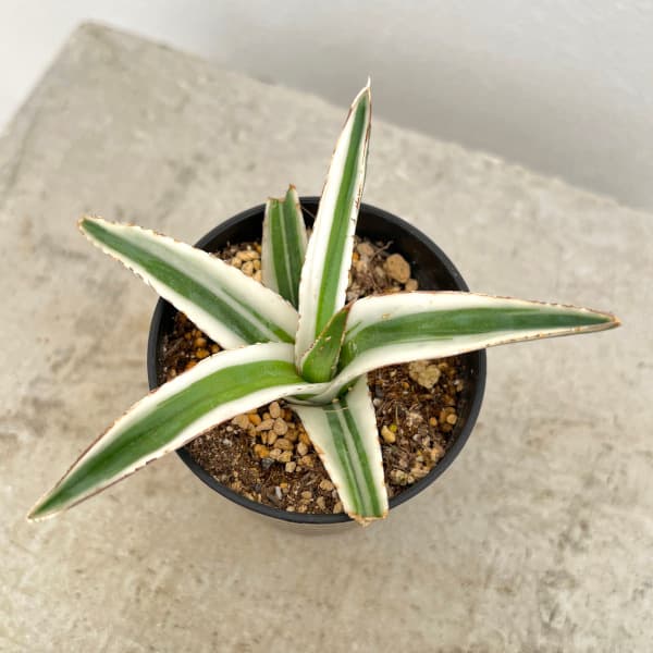 園芸ネット本店｜アガベ：氷山（ビクトリアレギネ斑入り）2.5号24-01