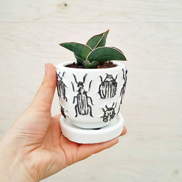 園芸ネット本店｜[ギフトに]サンスベリア：エレンベルギー サムライ