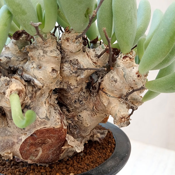 園芸ネット本店｜チレコドン：レティキュラーツス(万物想) 3.5号23-02