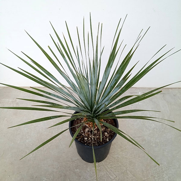 園芸ネット本店｜ユッカ：ロストラータ 8号23-01 の通販【公式】