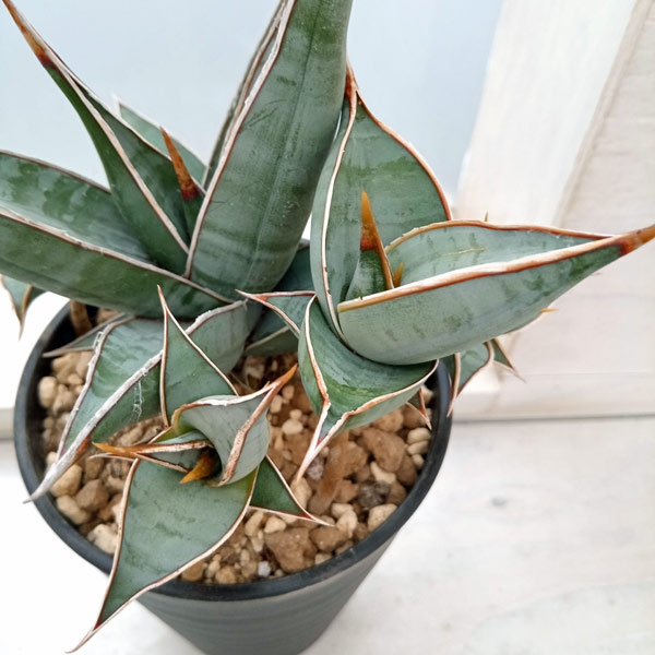 園芸ネット本店｜[ザ・ファームセレクト]サンセベリア：ピングイキュラ