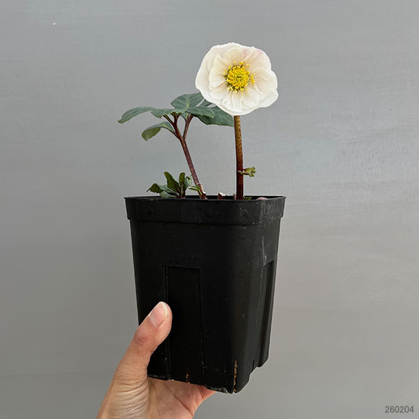 園芸ネット本店｜クリスマスローズ（原種系）：フルール ド ノエル