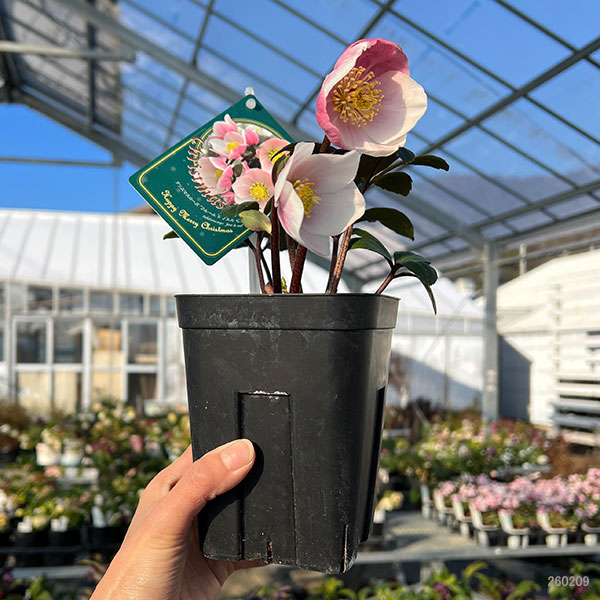 園芸ネット本店｜クリスマスローズ（原種系）：フルール ド ノエル