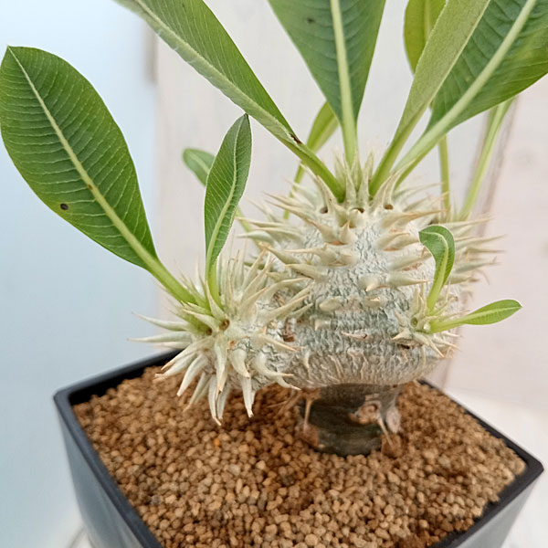 園芸ネット本店｜パキポディウム：恵比寿笑い（白花・接ぎ木）3.5号鉢