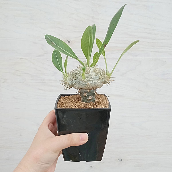 園芸ネット本店｜パキポディウム：恵比寿笑い（白花・接ぎ木）3.5号鉢