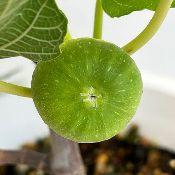 園芸ネット本店｜イチジク：ブリジャソットグリース6号鉢植え の通販