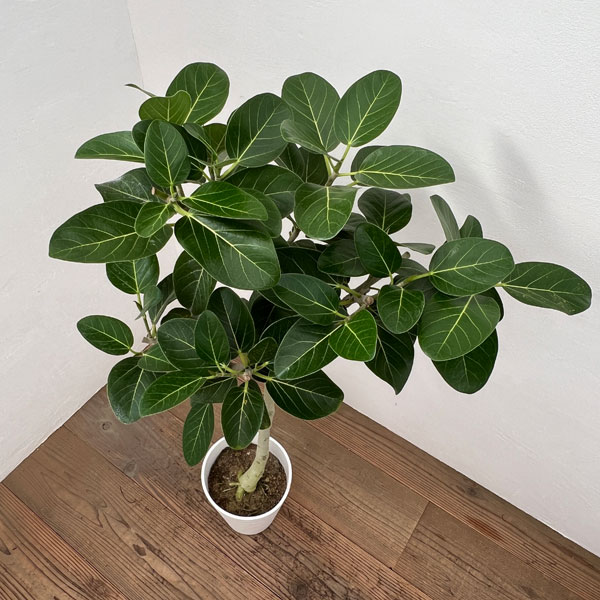 園芸ネット本店｜フィカス：ベンガレンシス オードリー 7号鉢植え の