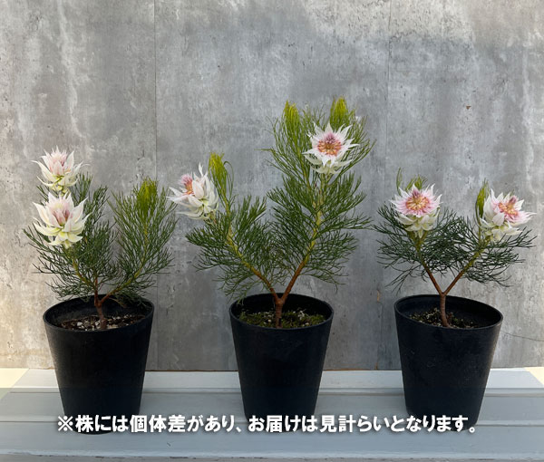 園芸ネット本店｜セルリア：ブラッシングブライド 5号鉢植え の通販