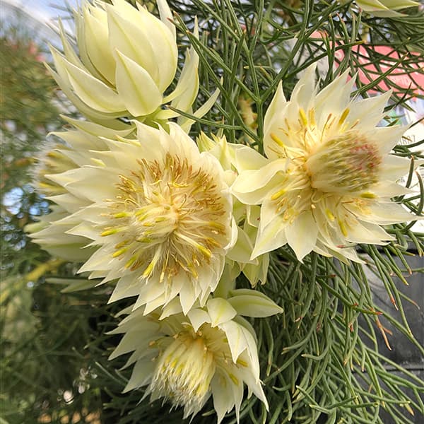 園芸ネット本店｜セルリア：ブラッシングブライド 5号鉢植え の通販