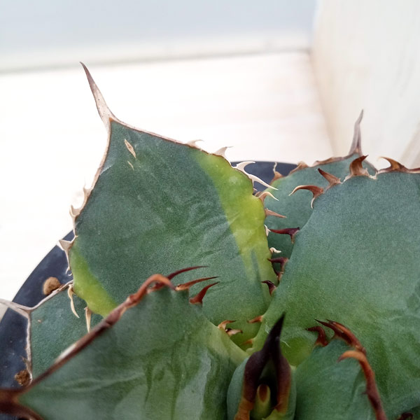 園芸ネット本店｜アガベ：チタノタ バリエガータ（覆輪斑） 3.5号23-02