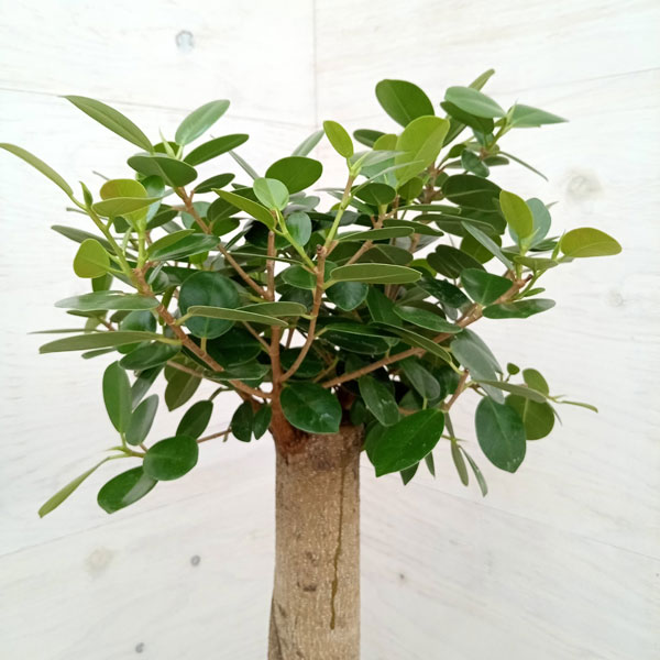 園芸ネット本店｜パンダガジュマル 8号ルーツポーチ鉢カバー入り