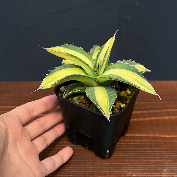 園芸ネット本店｜アガベ：チタノタ No.1 白中斑 6cmスクエア鉢植え23
