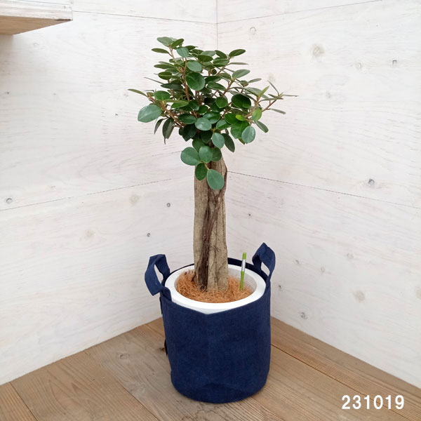 園芸ネット本店｜パンダガジュマル 8号ルーツポーチ鉢カバー入り