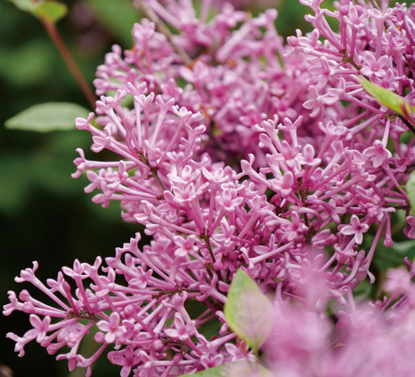 園芸ネット本店｜ヒメライラック（わい性ライラック）：ドワーフ