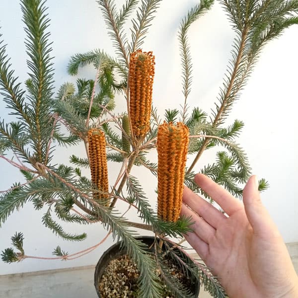 園芸ネット本店｜バンクシア：リトルエリック 5号鉢植え の通販【公式】