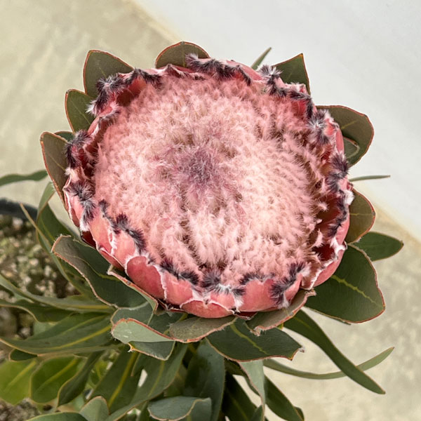 園芸ネット本店｜[ザ・ファームセレクト]プロテア：オーストラリス