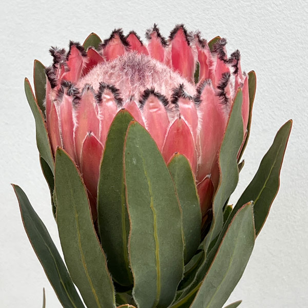 園芸ネット本店｜[ザ・ファームセレクト]プロテア：オーストラリス