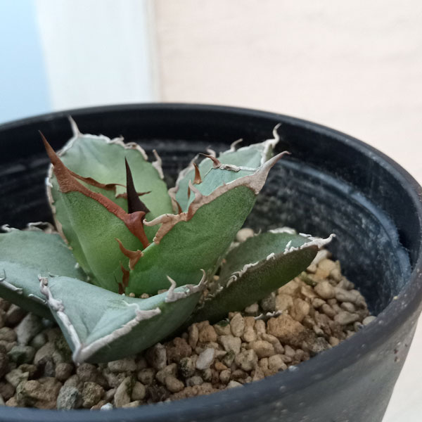 園芸ネット本店｜アガベ：オテロイ 3.5号鉢植え* の通販【公式】