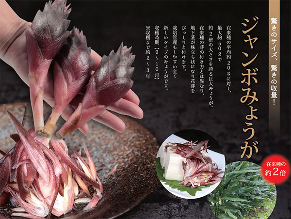 園芸ネット本店｜ミョウガ：ジャンボみょうが3.5号ポット 2株セット の