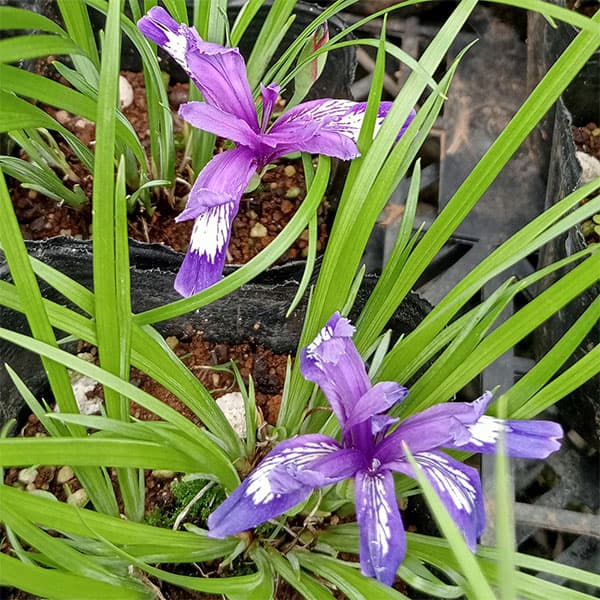 園芸ネット本店｜シャガ：ヒメシャガ3-3.5号6株セット の通販【公式】