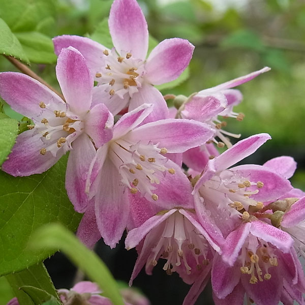 園芸ネット本店｜ウツギ（空木）：マジシャン（マギシエン）5号ポット