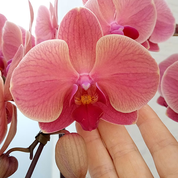 園芸ネット本店｜ファレノプシス：アンティークラブ3本立ち6号陶器