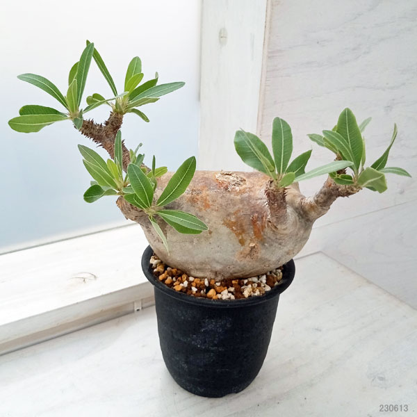 園芸ネット本店｜[送料無料]パキポディウム：マカイエンセ （魔界玉