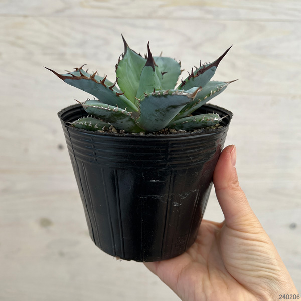 園芸ネット本店｜アガベ：チタノタブルー 4.5号 の通販【公式】