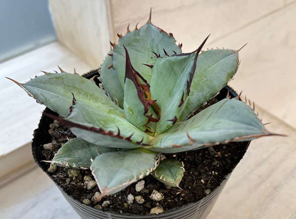 園芸ネット本店｜アガベ：チタノタブルー 4.5号 の通販【公式】