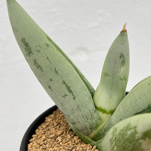 園芸ネット本店｜[ザ・ファームセレクト]サンセベリア：ボンセレンシス