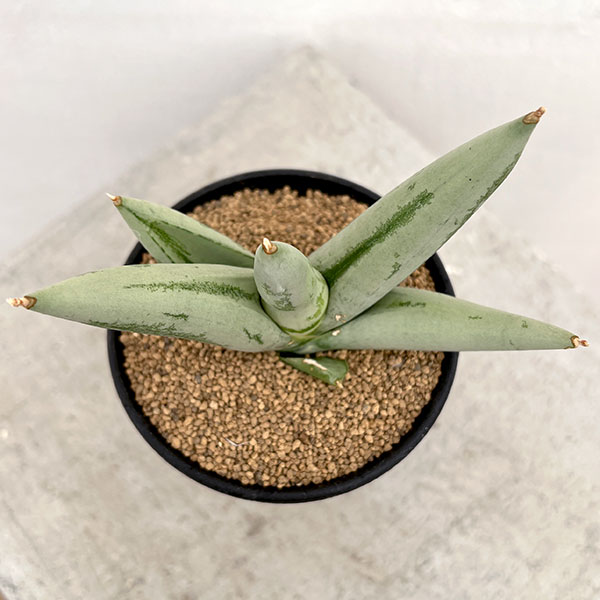 園芸ネット本店｜[ザ・ファームセレクト]サンセベリア：ボンセレンシス