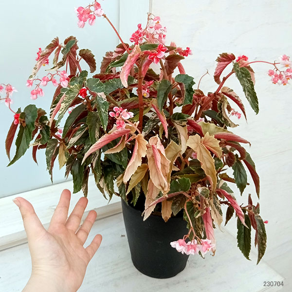 園芸ネット本店｜木立ベゴニア：ジニー銀河（斑入り葉）6号鉢植え の