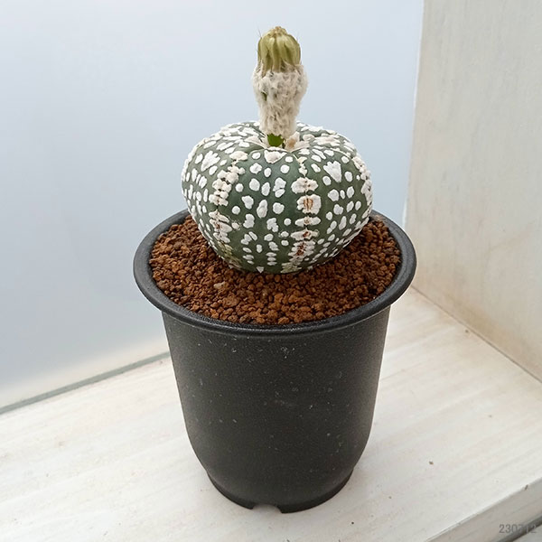 園芸ネット本店｜アストロフィツム：スーパーカブト Vタイプ 2.5号23