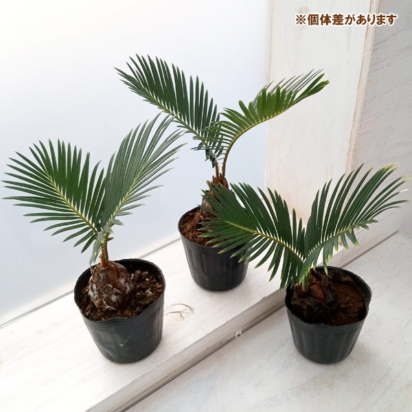 金環ソテツ 2.5号ポットつき 2株セット❗ い 金環ソテツ 2.5号ポット