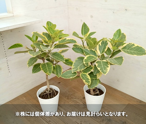 園芸ネット本店｜フィカス：アルテシマ 7号鉢植え（ストレート） の