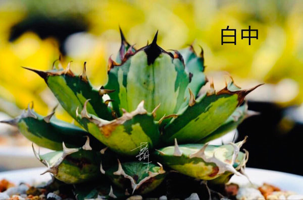 園芸ネット本店｜アガベ：チタノタ No.1白中斑 3号鉢植え23-01 の通販