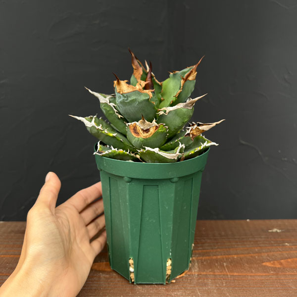 園芸ネット本店｜アガベ：チタノタ ホワイトファイアー 4号鉢植え23-01