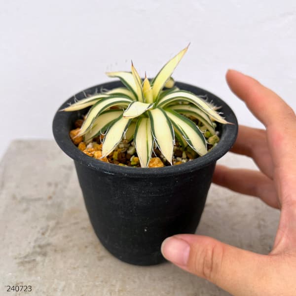 園芸ネット本店｜アガベ：白糸の王妃乱雪 黄中斑（発根済） 3.5号