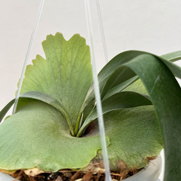 園芸ネット本店｜ビカクシダ（コウモリラン）：ウィリンキードワーフ