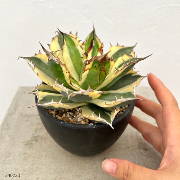 園芸ネット本店｜アガベ：チタノタ スナグルトゥース 3.5号鉢植え23-01