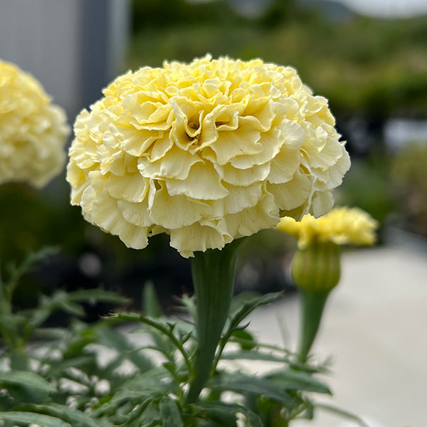 園芸ネット本店｜マリーゴールド ：マックス3.5号ポット の通販【公式】